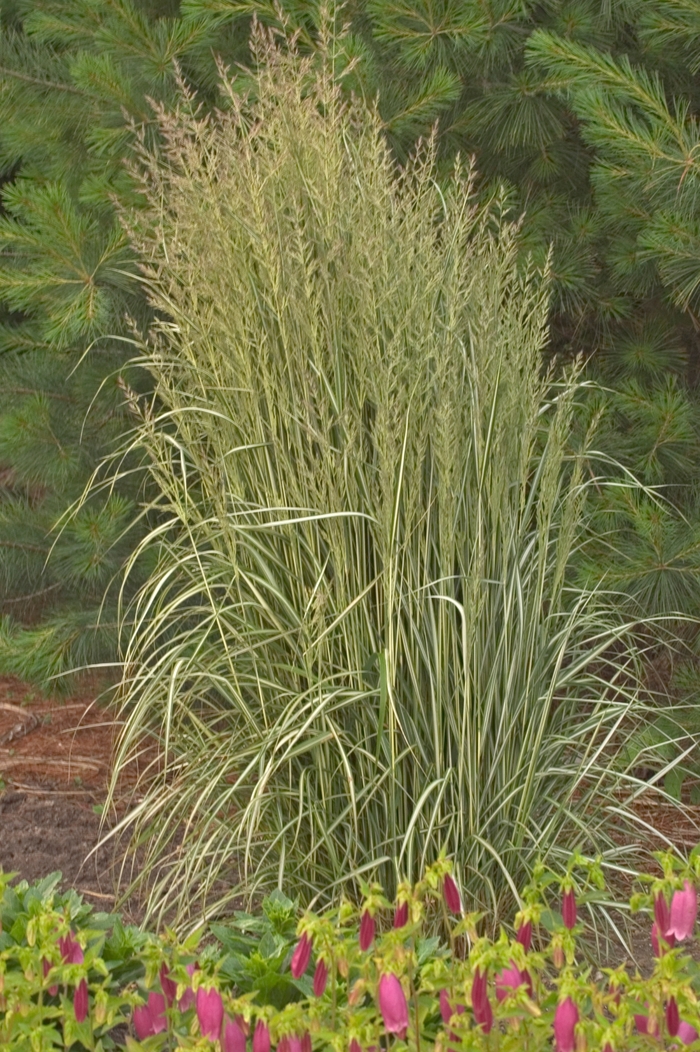 Feather Reed Grass - Calamagrostis acutiflora 'Avalanche' from E.C. Brown's Nursery Feather Reed Grass - Calamagrostis acutiflora 'Avalanche' from E.C. Brown's Nursery