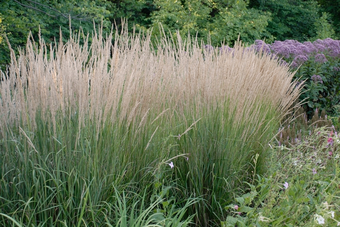 Feather Reed Grass - Calamagrostis acutiflora 'Karl Foerster' from E.C. Brown's Nursery