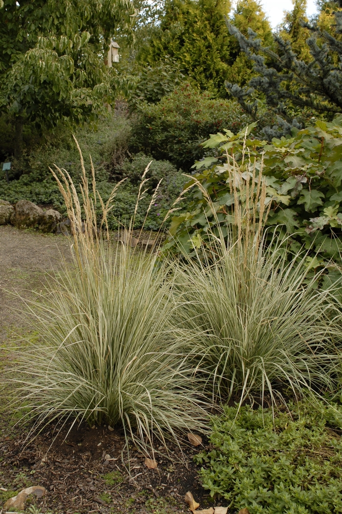 Variegated Feather Reed Grass - Calamagrostis acutiflora 'Overdam' from E.C. Brown's Nursery Variegated Feather Reed Grass - Calamagrostis acutiflora 'Overdam' from E.C. Brown's Nursery