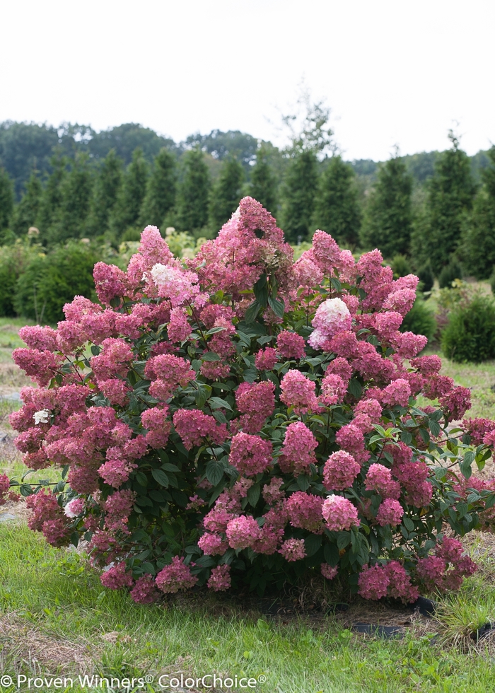 Fire Light® - Hydrangea paniculata from E.C. Brown's Nursery Fire Light® - Hydrangea paniculata from E.C. Brown's Nursery