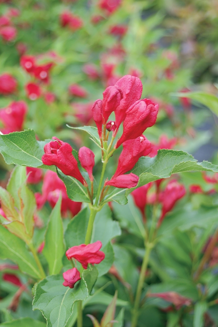 Sonic Bloom® Red - Weigela florida from E.C. Brown's Nursery Sonic Bloom® Red - Weigela florida from E.C. Brown's Nursery