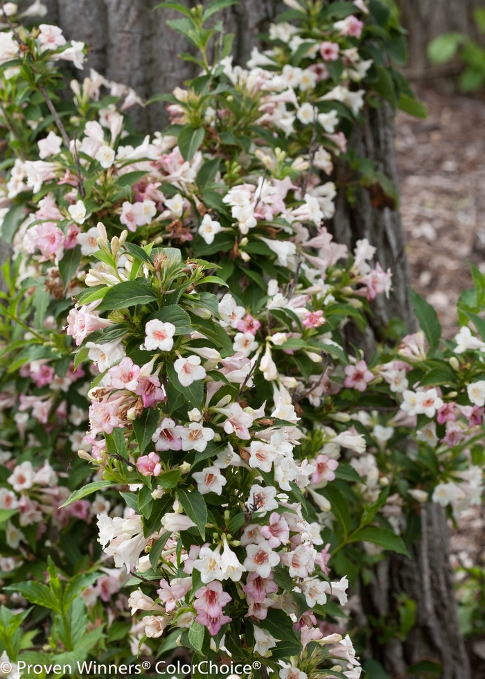 Weigela - Weigela florida 'Sonic Bloom Pearl' from E.C. Brown's Nursery