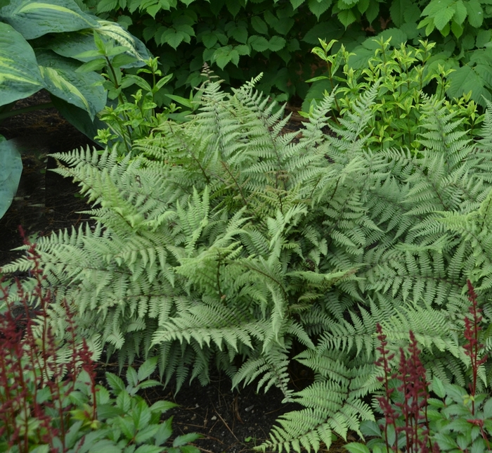 'Ghost' - Athyrium hybrid from E.C. Brown's Nursery