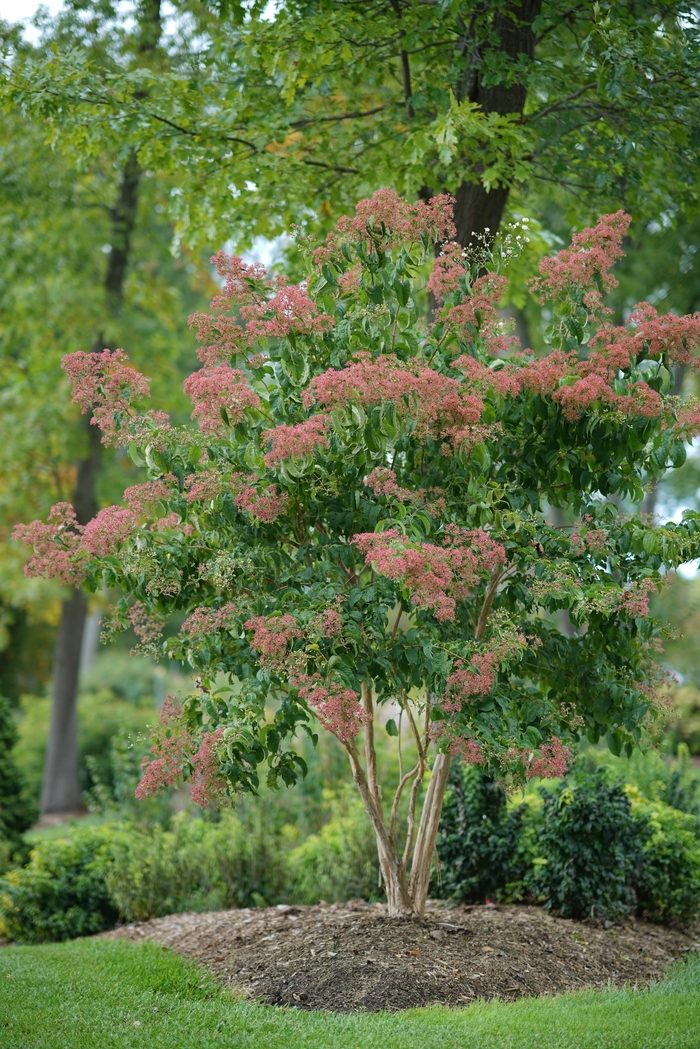 Temple of Bloom® - Heptacodium miconoides from E.C. Brown's Nursery
