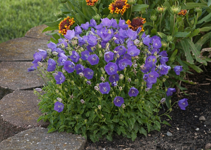 Bellflower - Campanula carpatica 'Deep Pearl Blue' from E.C. Brown's Nursery Bellflower - Campanula carpatica 'Deep Pearl Blue' from E.C. Brown's Nursery