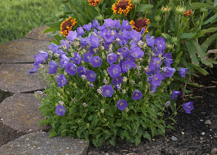 Bellflower - Campanula carpatica 'Deep Pearl Blue' from E.C. Brown's Nursery