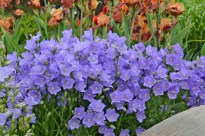 Peach-Leaved Bellflower - Campanula persicifolia 'Takion Blue' from E.C. Brown's Nursery Peach-Leaved Bellflower - Campanula persicifolia 'Takion Blue' from E.C. Brown's Nursery
