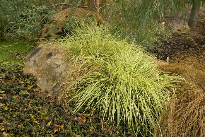 'Evergold' - Carex oshimensis from E.C. Brown's Nursery