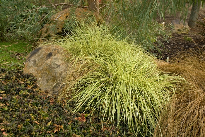 'Evergold' - Carex oshimensis from E.C. Brown's Nursery 'Evergold' - Carex oshimensis from E.C. Brown's Nursery