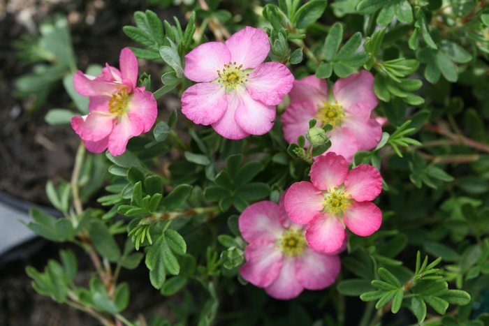 Happy Face Hearts® - Potentilla fruticosa 'SMNPPS' PP30710, CBR6517 from E.C. Brown's Nursery