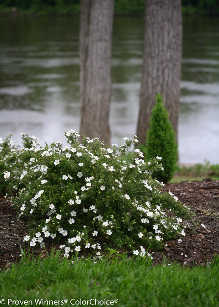 Happy Face® White - Potentilla fruticosa from E.C. Brown's Nursery Happy Face® White - Potentilla fruticosa from E.C. Brown's Nursery