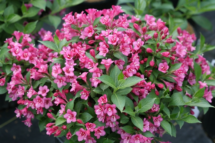 Snippet® 'Dark Pink' - Weigela florida from E.C. Brown's Nursery Snippet® 'Dark Pink' - Weigela florida from E.C. Brown's Nursery