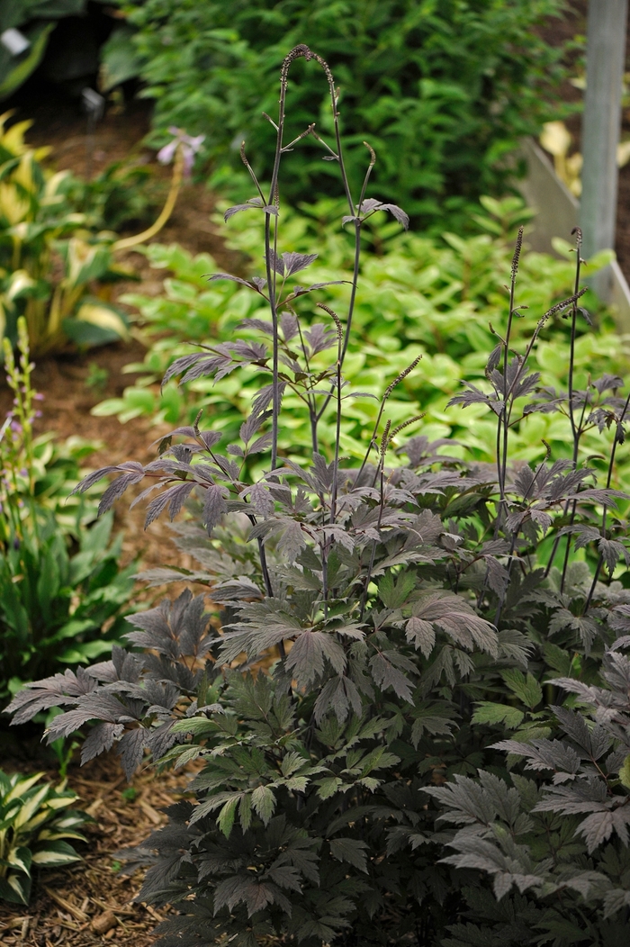 'Chocoholic' - Cimicifuga hybrid from E.C. Brown's Nursery