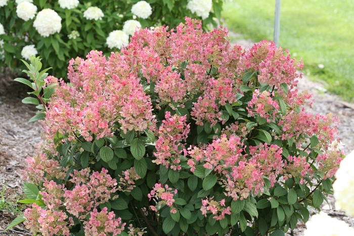 Little Quick Fire® - Hydrangea paniculata from E.C. Brown's Nursery Little Quick Fire® - Hydrangea paniculata from E.C. Brown's Nursery