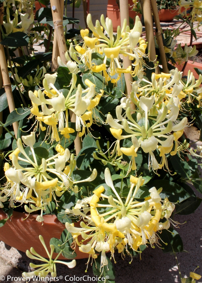 'Scentsation' - Lonicera periclymenum from E.C. Brown's Nursery