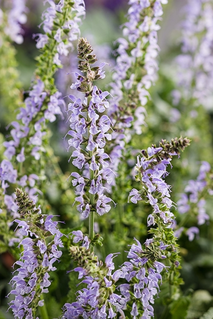 Color Spires® 'Crystal Blue' - Salvia nemorosa (Meadow Sage) from E.C. Brown's Nursery Color Spires® 'Crystal Blue' - Salvia nemorosa (Meadow Sage) from E.C. Brown's Nursery
