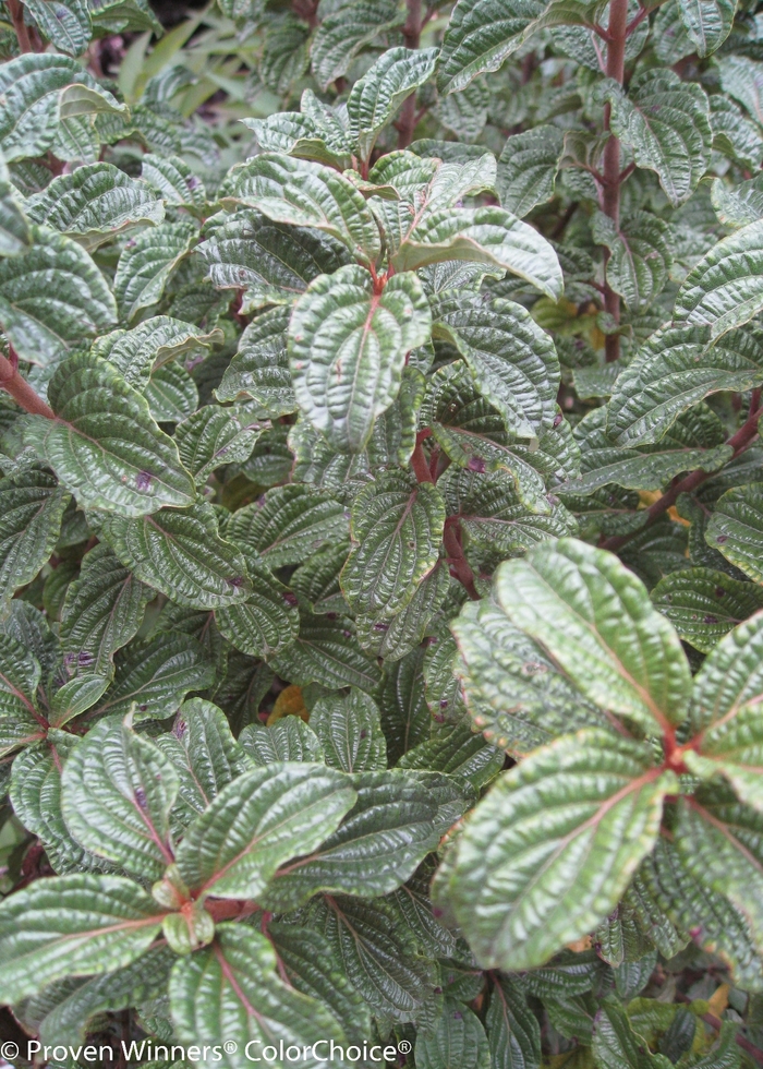 Pucker Up!® Red Twig Dogwood - Cornus stolonifera 'Neil Z' PP24812 (Red Twig Dogwood) from E.C. Brown's Nursery