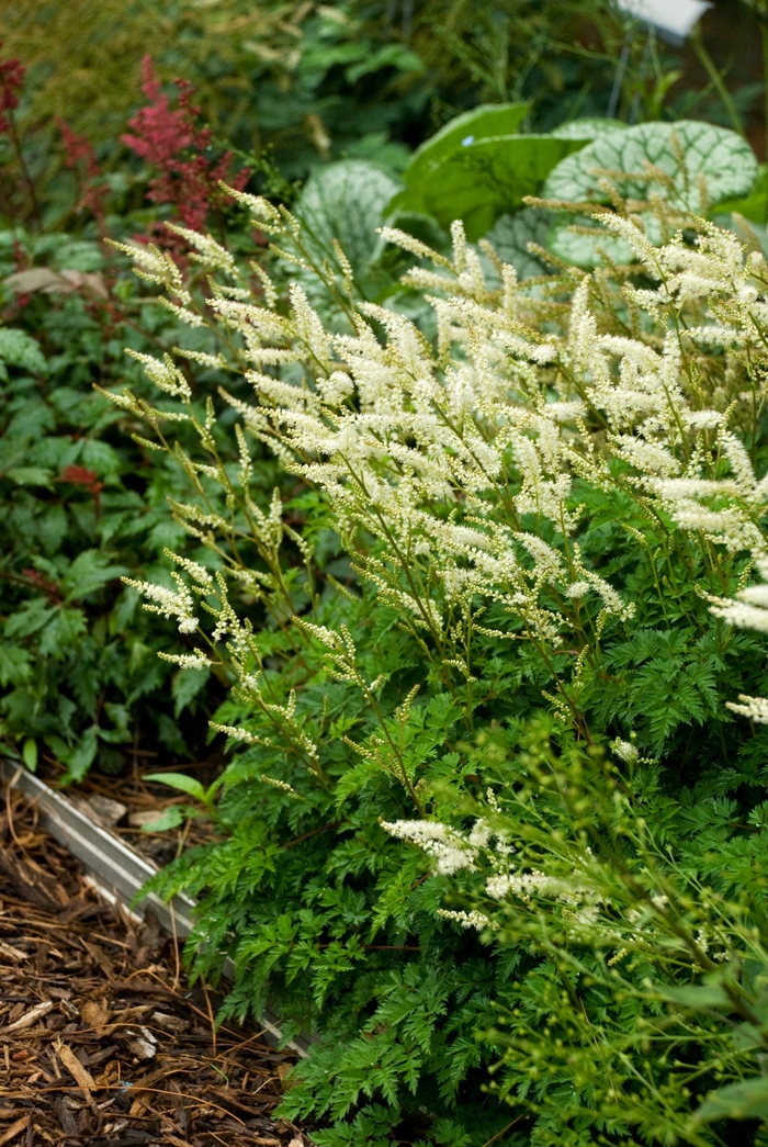 Dwarf Goat's Beard - Aruncus aethusifolius from E.C. Brown's Nursery