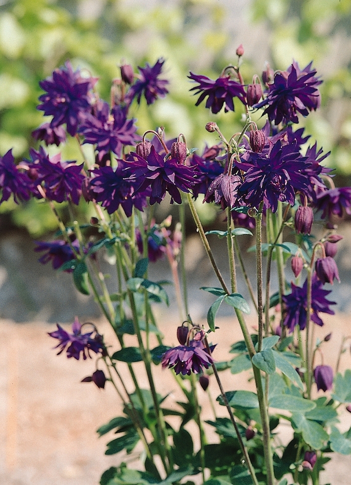 Blue Barlow Columbine - Aquilegia vulgaris 'Blue Barlow' (Columbine) from E.C. Brown's Nursery Blue Barlow Columbine - Aquilegia vulgaris 'Blue Barlow' (Columbine) from E.C. Brown's Nursery