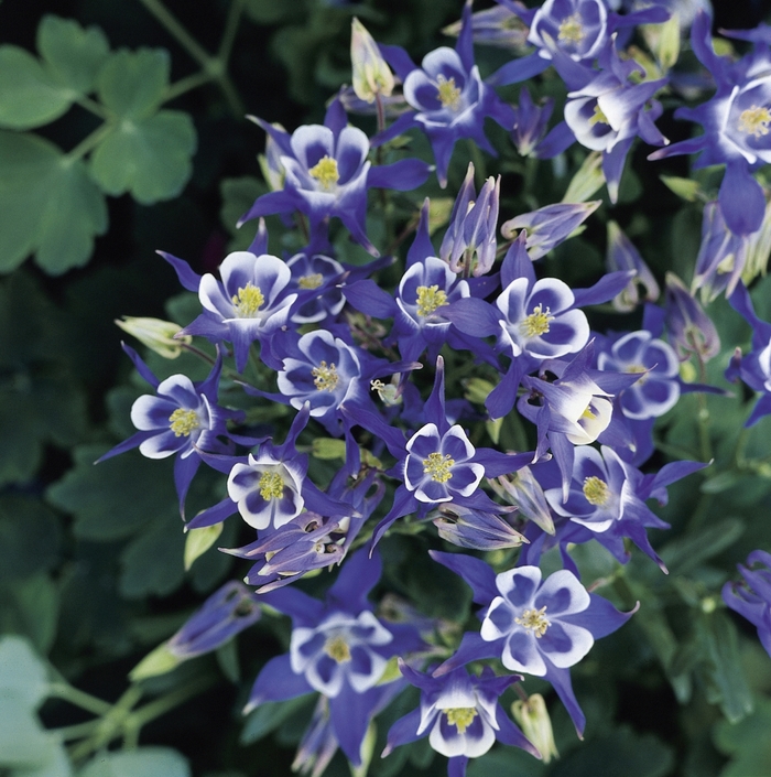 Winky Blue and WhiteColumbine - Aquilegia vulgaris 'Winky Blue and White' (Columbine) from E.C. Brown's Nursery