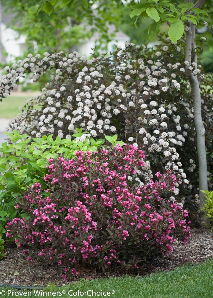 Summer Wine® - Physocarpus opulifolius from E.C. Brown's Nursery Summer Wine® - Physocarpus opulifolius from E.C. Brown's Nursery