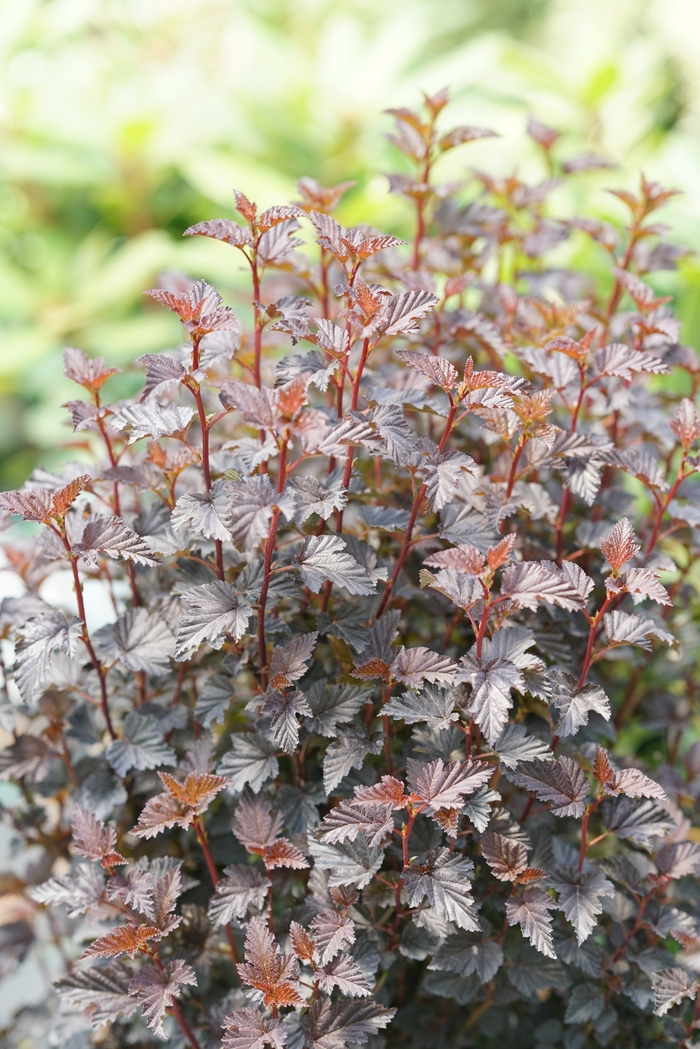 Summer Wine® Black Ninebark - Physocarpus o. 'SMNPMS' PP30232, Can PBRAF from E.C. Brown's Nursery