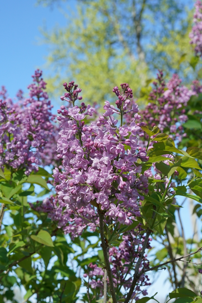 Scentara® Double Blue - Syringa x hyacinthiflora from E.C. Brown's Nursery