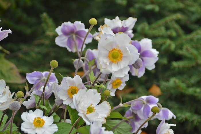 Dreaming Swan Japanese Anemone - Anemone 'Dreaming Swan' (Japanese Anemone) from E.C. Brown's Nursery