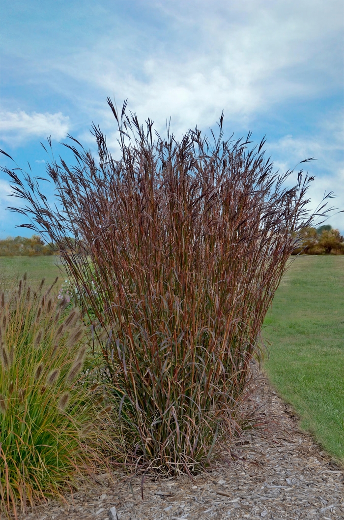 Big Bluestem Grass - Andropogon gerardii 'Indian Warrior' from E.C. Brown's Nursery