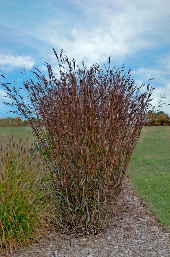 Big Bluestem Grass - Andropogon gerardii 'Indian Warrior' from E.C. Brown's Nursery Big Bluestem Grass - Andropogon gerardii 'Indian Warrior' from E.C. Brown's Nursery
