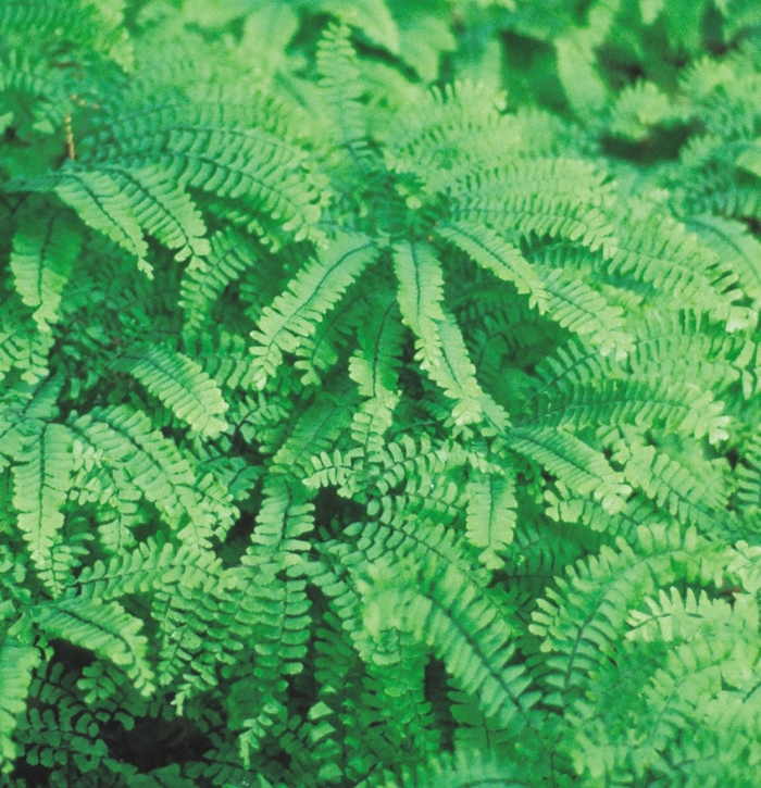 Hardy Maidenhair Fern - Adiantum x mairisii from E.C. Brown's Nursery Hardy Maidenhair Fern - Adiantum x mairisii from E.C. Brown's Nursery