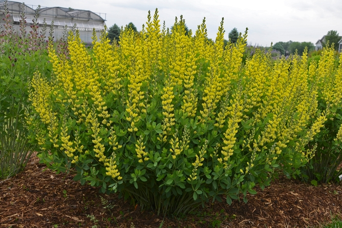 False Indigo - Baptisia 'American Goldfinch' from E.C. Brown's Nursery False Indigo - Baptisia 'American Goldfinch' from E.C. Brown's Nursery
