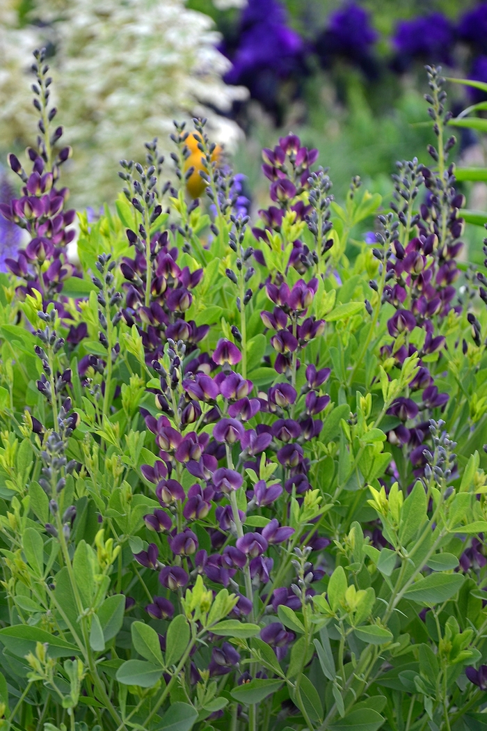 Baptisia - Baptisia 'Grape Taffy; from E.C. Brown's Nursery