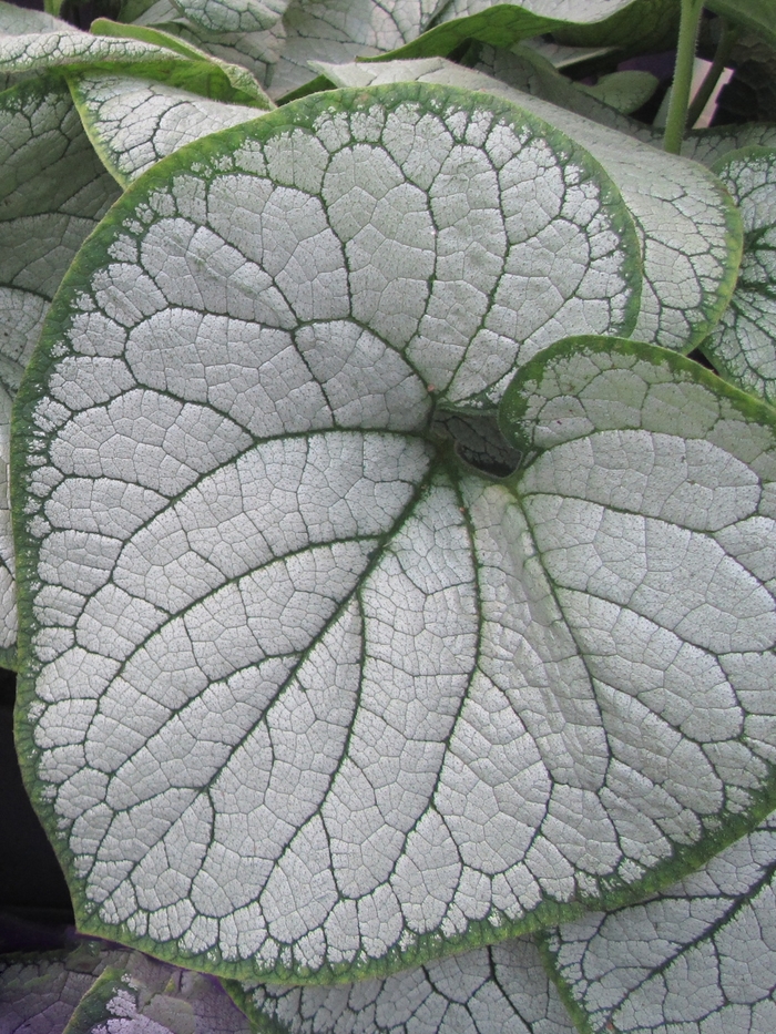 Silver Heart Brunnera - Brunnera macrophylla 'Silver Heart' from E.C. Brown's Nursery