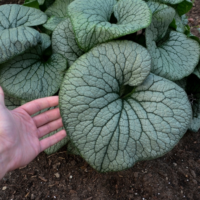 'Sterling Silver' Heartleaf Brunnera - Brunnera macrophylla from E.C. Brown's Nursery 'Sterling Silver' Heartleaf Brunnera - Brunnera macrophylla from E.C. Brown's Nursery