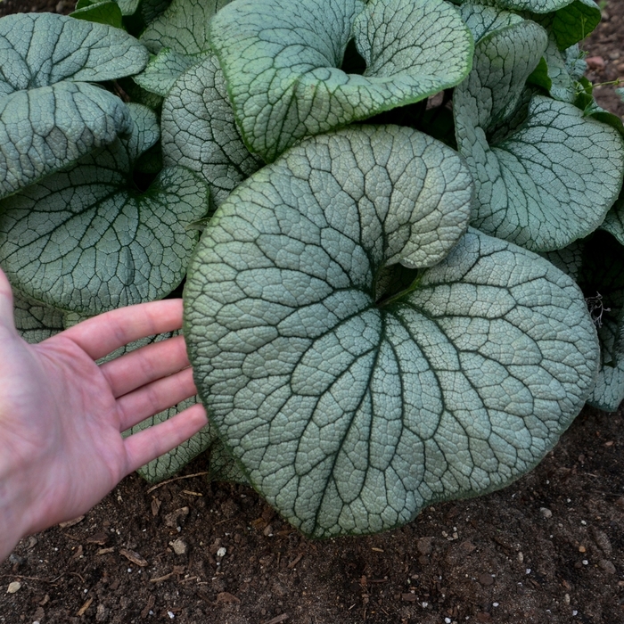 'Sterling Silver' Heartleaf Brunnera - Brunnera macrophylla from E.C. Brown's Nursery