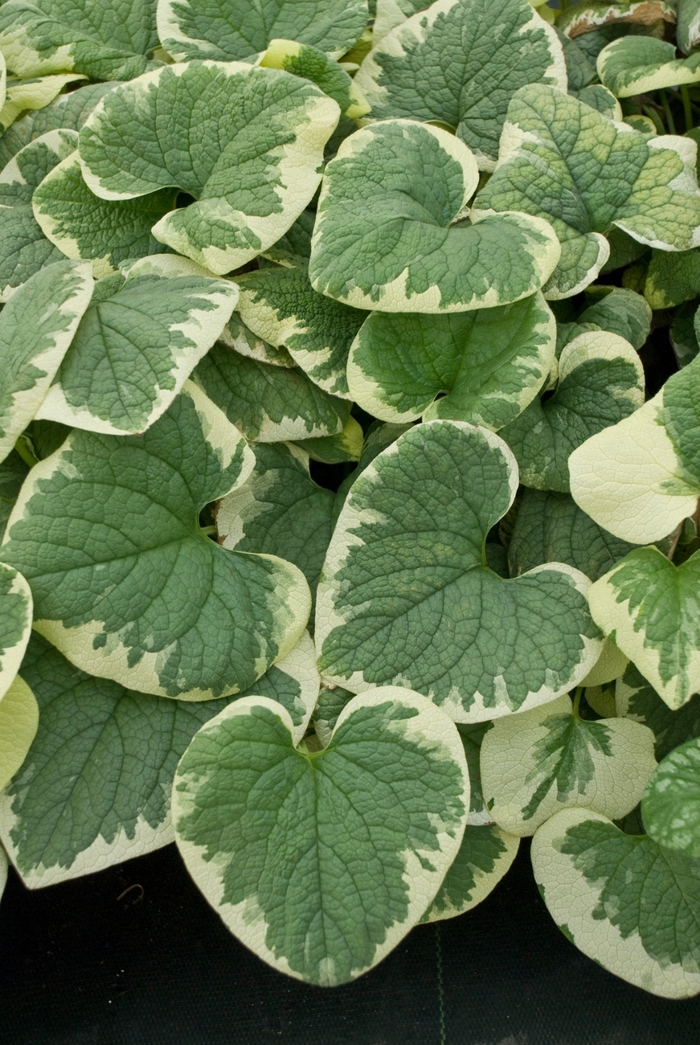 'Variegata' Siberian Bugloss - Brunnera macrophylla from E.C. Brown's Nursery 'Variegata' Siberian Bugloss - Brunnera macrophylla from E.C. Brown's Nursery