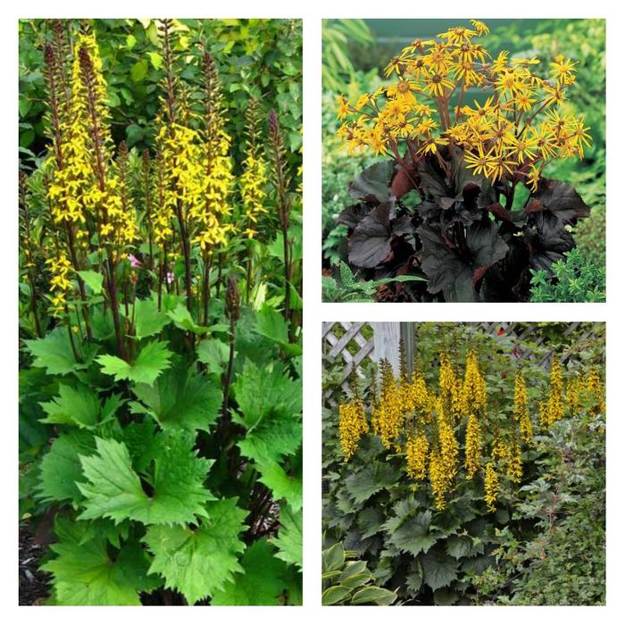 Ligularia - Ligularia Multiple Varieties from E.C. Brown's Nursery