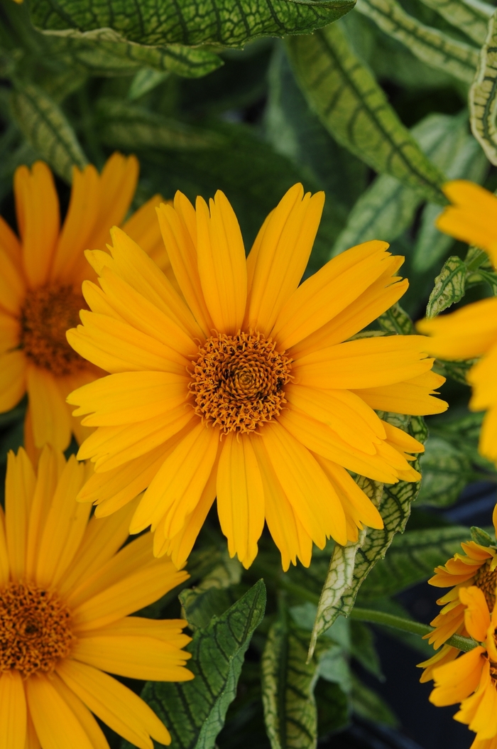 Sunstruck False Sunflower - Heliopsis 'Sunstruck' from E.C. Brown's Nursery
