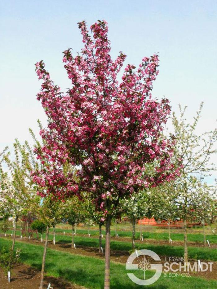 'Profusion' - Malus x moerlandsii from E.C. Brown's Nursery