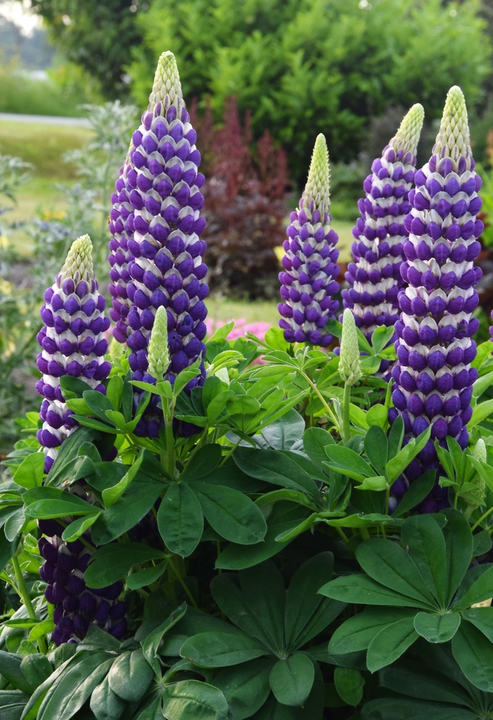Westcountry™ Blacksmith - Lupinus polyphyllus 'Blacksmith' PPAF (Lupine) from E.C. Brown's Nursery Westcountry™ Blacksmith - Lupinus polyphyllus 'Blacksmith' PPAF (Lupine) from E.C. Brown's Nursery