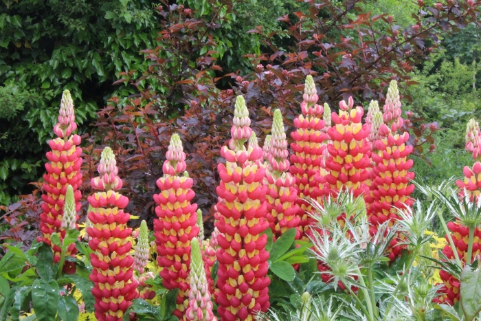 Westcountry™ 'Tequila Flame' - Lupinus polyphyllus (Lupine) from E.C. Brown's Nursery