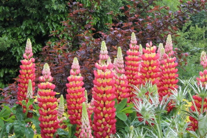 Westcountry™ 'Tequila Flame' - Lupinus polyphyllus (Lupine) from E.C. Brown's Nursery Westcountry™ 'Tequila Flame' - Lupinus polyphyllus (Lupine) from E.C. Brown's Nursery