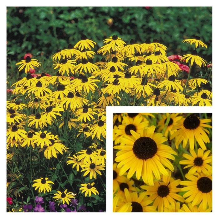 Black-Eyed Susan - Rudbeckia from E.C. Brown's Nursery