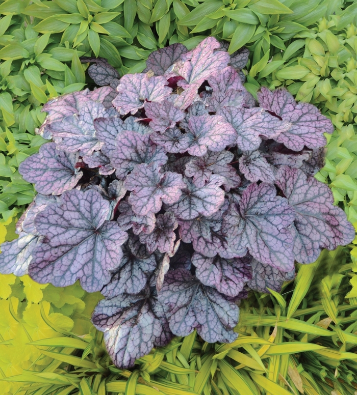 Coral Bells - Heuchera 'Grape Expectations' from E.C. Brown's Nursery