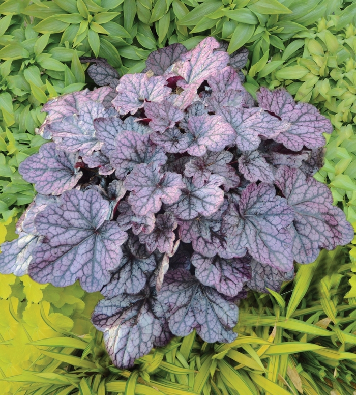 Coral Bells - Heuchera 'Grape Expectations' from E.C. Brown's Nursery Coral Bells - Heuchera 'Grape Expectations' from E.C. Brown's Nursery