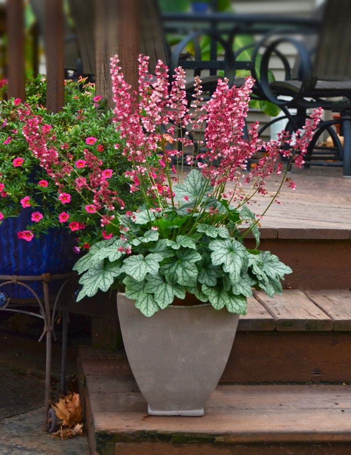 'Berry Timeless' Coral Bells - Heuchera from E.C. Brown's Nursery 'Berry Timeless' Coral Bells - Heuchera from E.C. Brown's Nursery