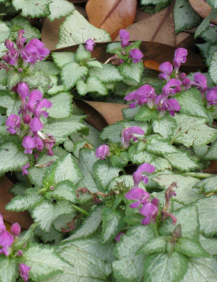  Red Nancy Spotted Deadnettle - Lamium maculatum from E.C. Brown's Nursery