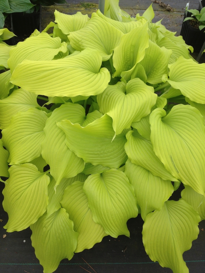 'Dancing Queen' Plantain Lily, Hosta - Hosta from E.C. Brown's Nursery