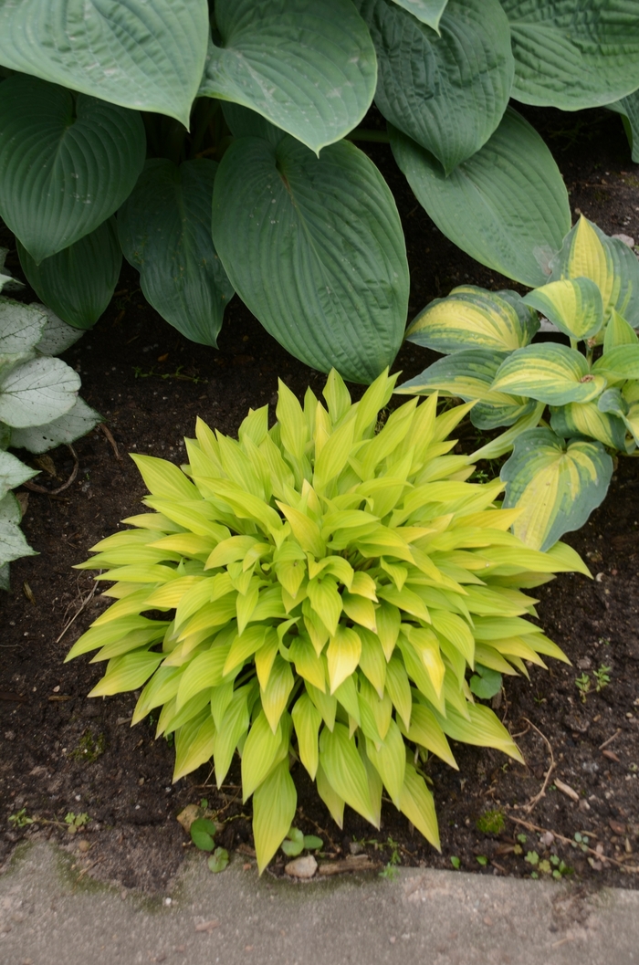 Munchkin Fire Hosta, Plantain Lily - Hosta 'Munchkin Fire' (Hosta, Plantain Lily) from E.C. Brown's Nursery Munchkin Fire Hosta, Plantain Lily - Hosta 'Munchkin Fire' (Hosta, Plantain Lily) from E.C. Brown's Nursery